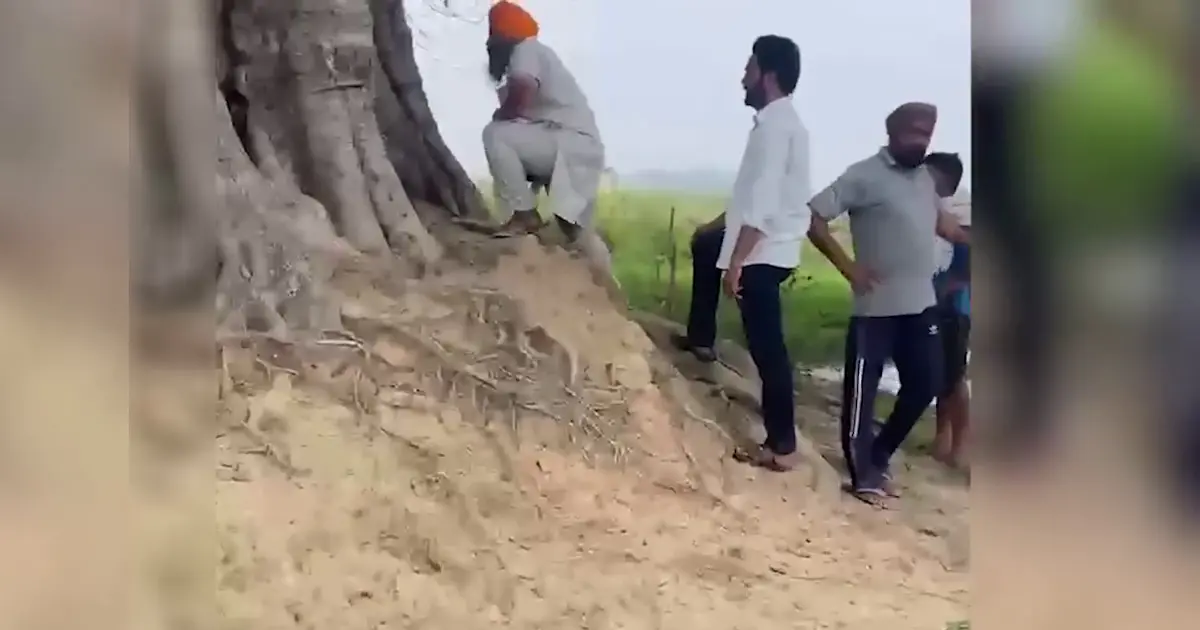 ਅੰਮ੍ਰਿਤਸਰ ਦੇ ਪਿੰਡ 'ਚ ਗਊ ਹੱਤਿਆ: ਸਿਰ ਵੱਢ ਕੇ ਬੋਹੜ ਹੇਠ ਰੱਖਿਆ, ਲੋਕਾਂ ਵੱਲੋਂ ਥਾਣੇ ਸਾਹਮਣੇ ਧਰਨਾ